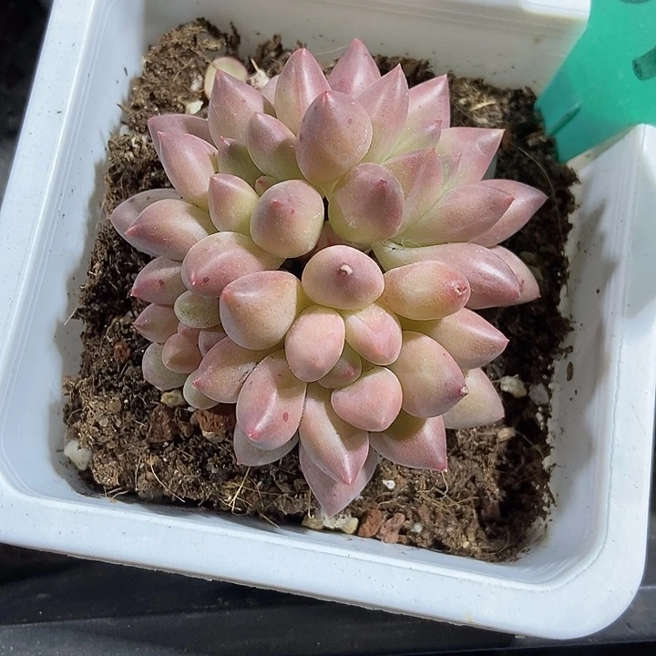 曼***’多肉植物水晶球1873