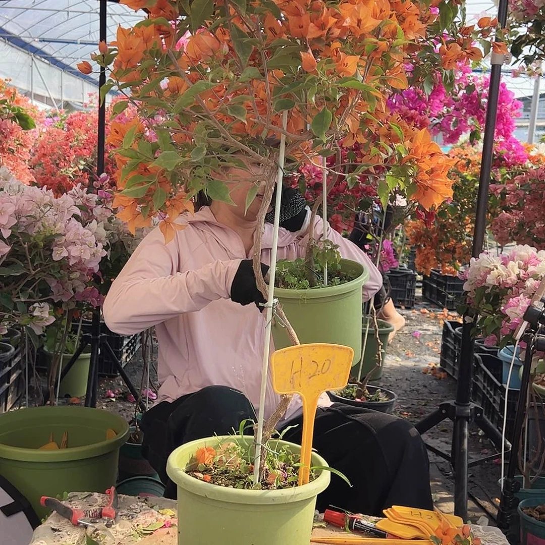 秋***大部分花苞少量开放H20橙桑巴