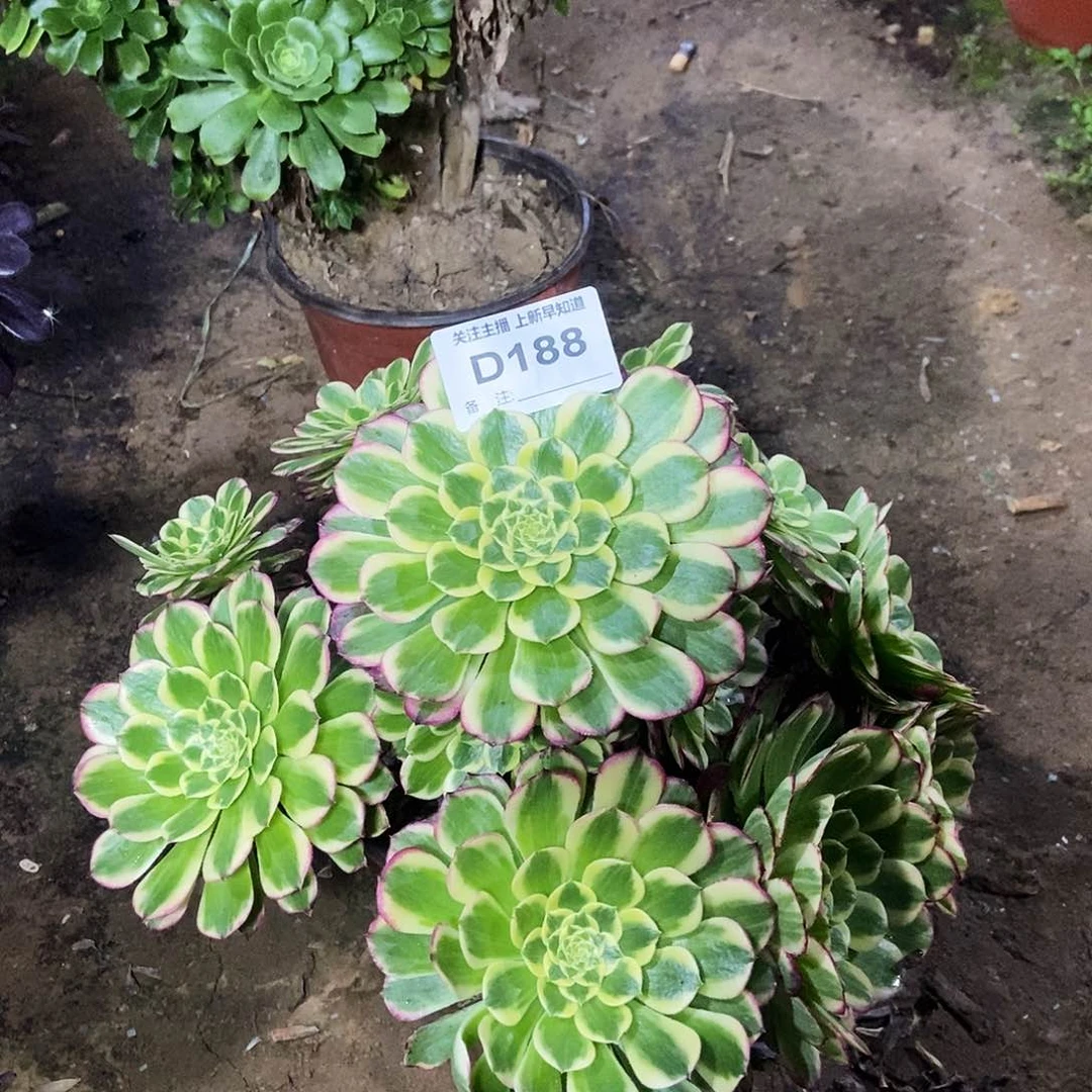 馨**爱多肉18800000000000