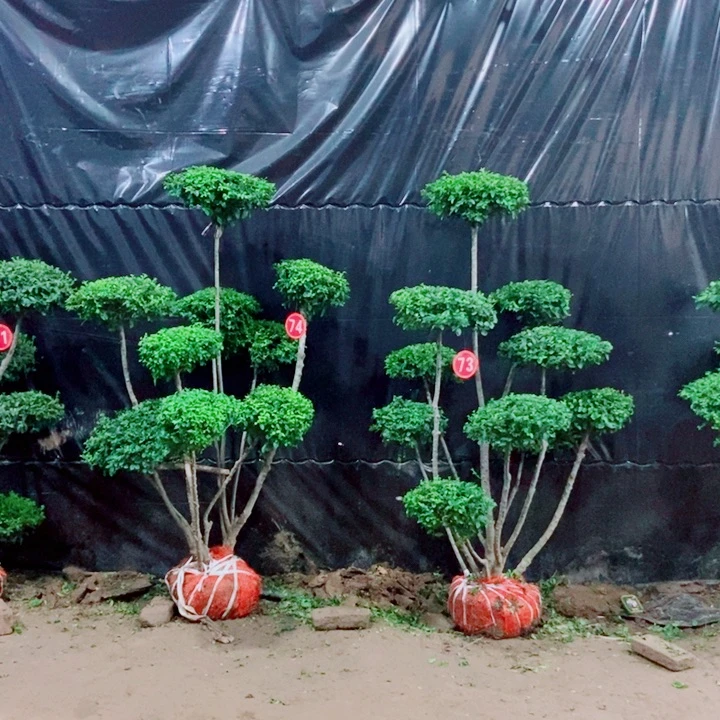 不开花植物一物一拍一对一对