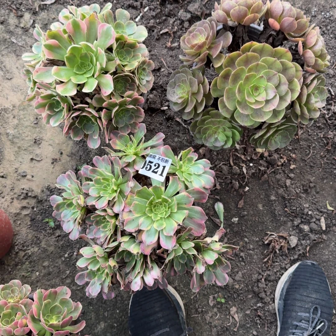 19-5炽焰莲 香妃 天河0521