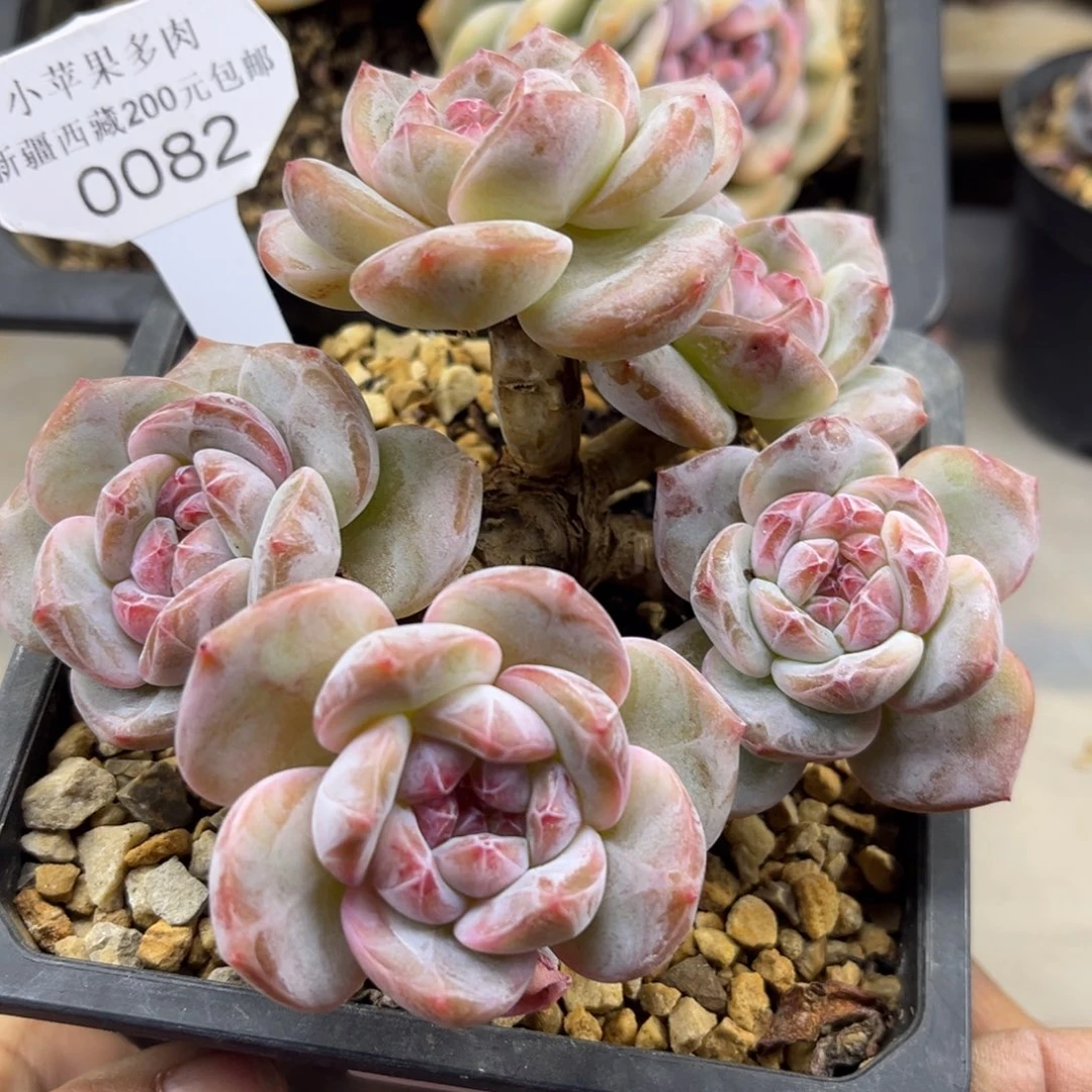 粉底紫心082/12cm5头有砍