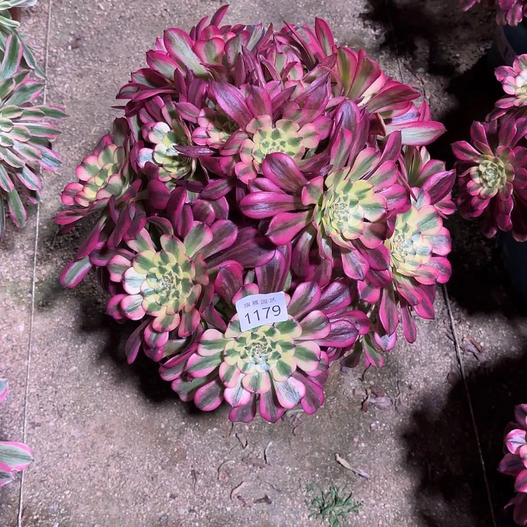 多肉法师维纳斯1179