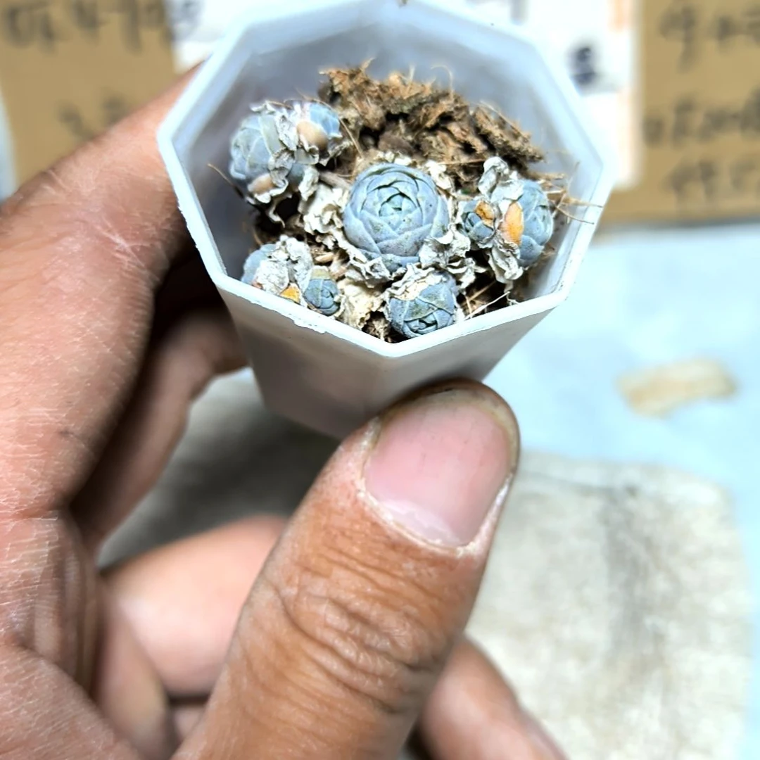 满6元包邮，#子持莲华八角盆干干干