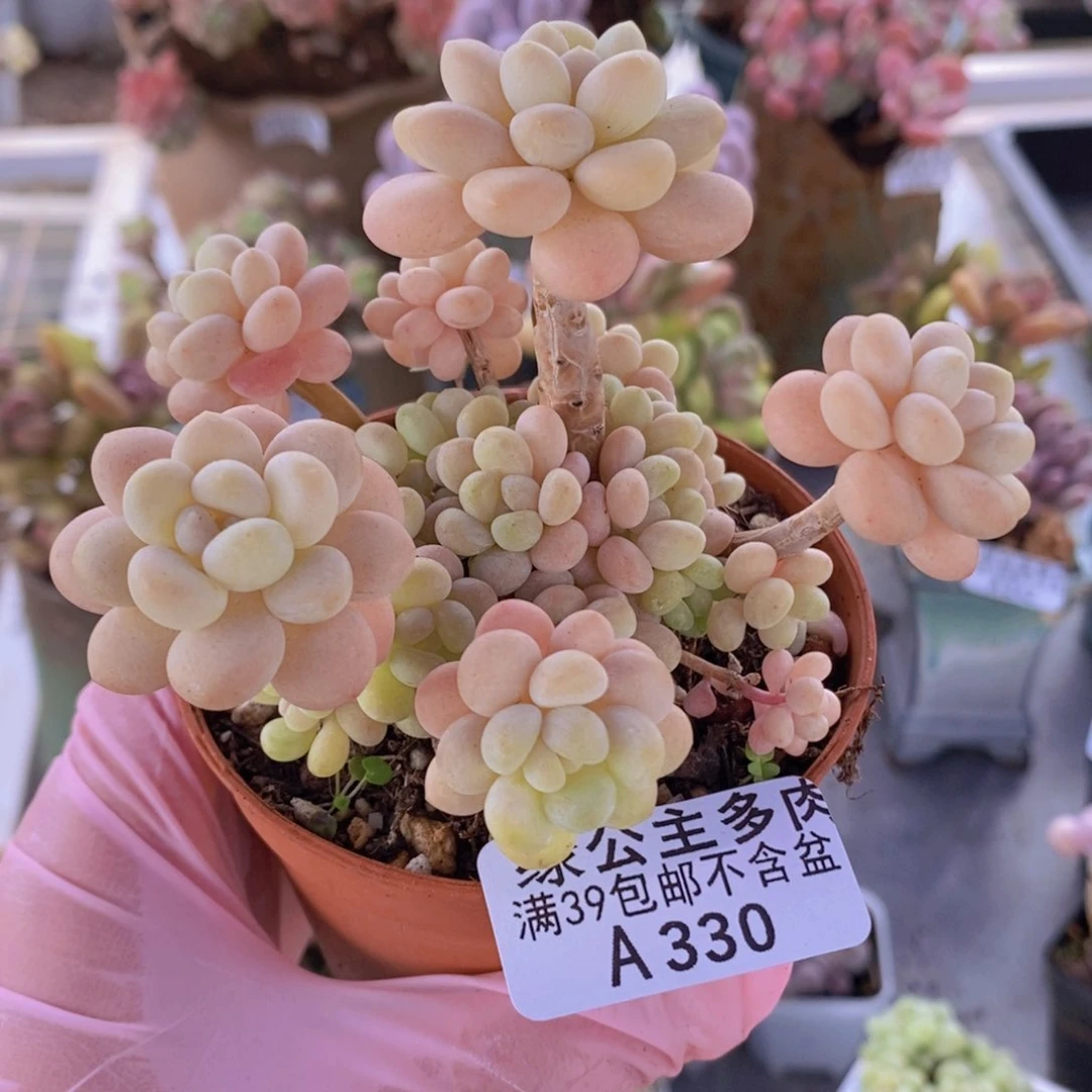 洛可可7cm330多肉植物
