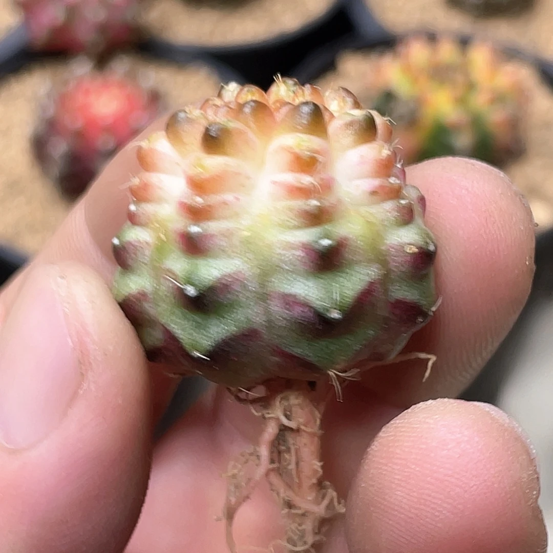 无花朵泰系实生根，白轮回