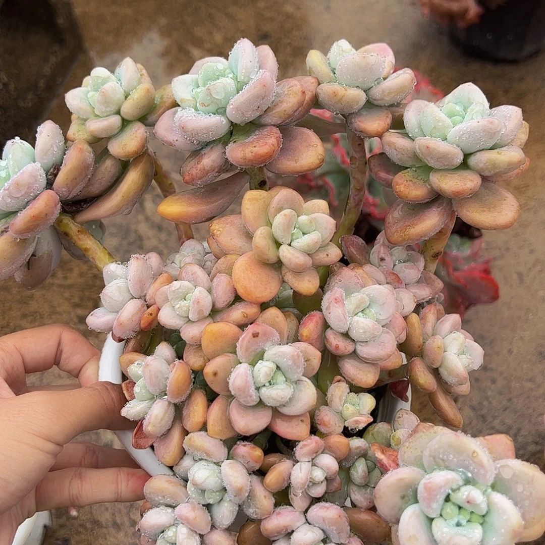 樱花洛神多头群生老桩