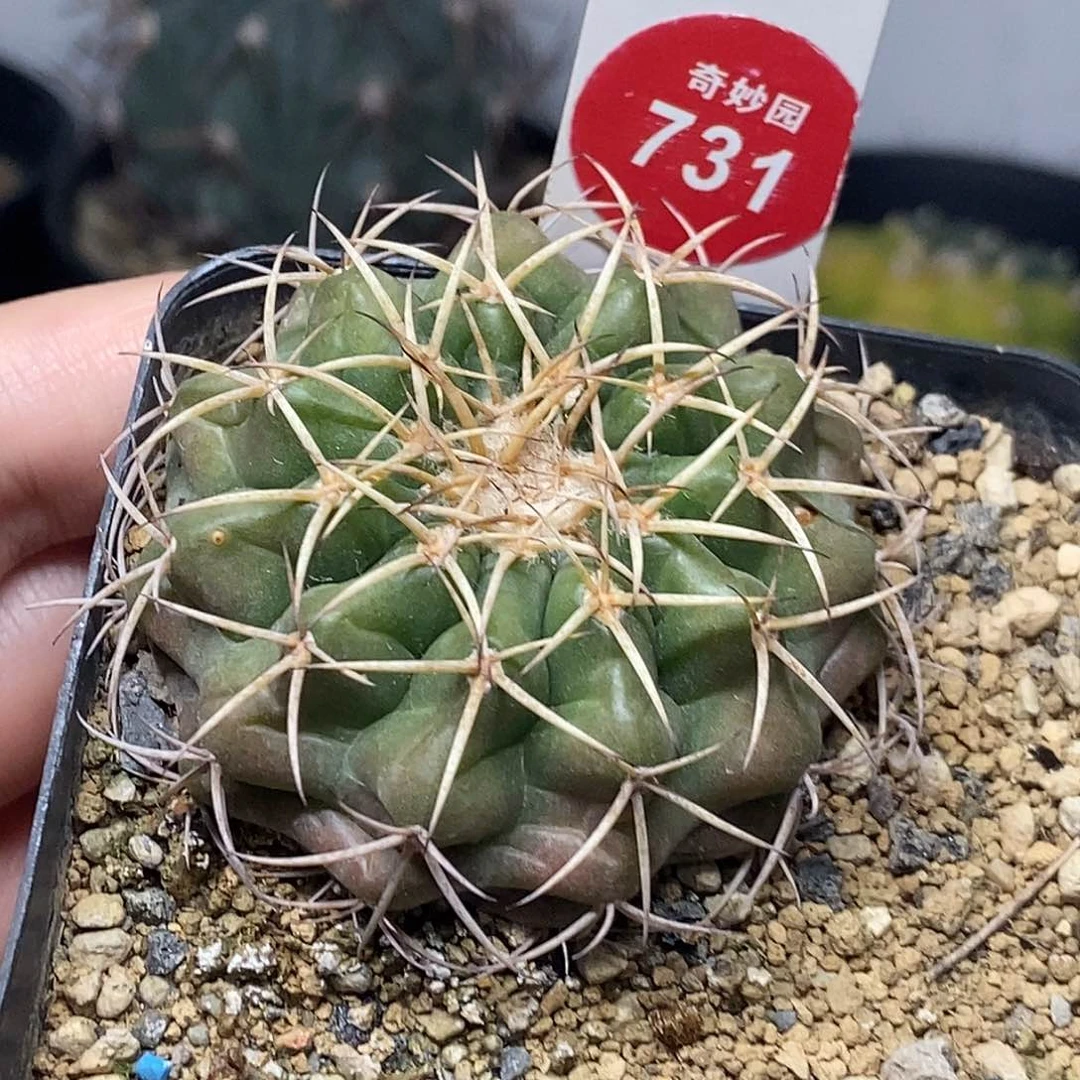 实生优选红体圆盘玉4.8cm