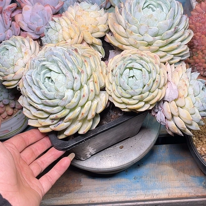 多肉植物一物一拍