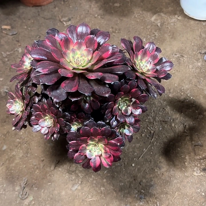 多肉植物法师烟花74