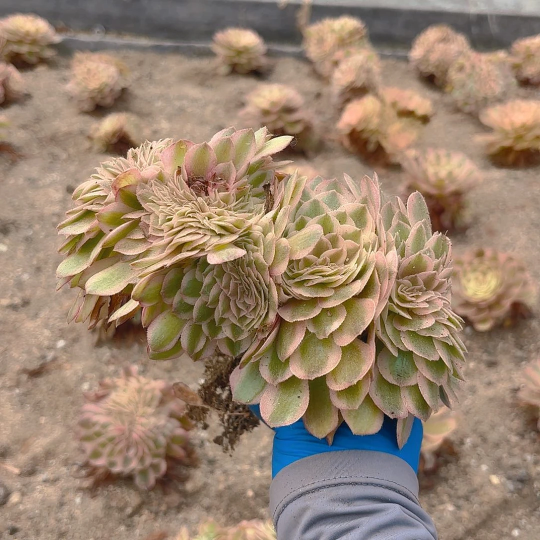 荔枝缀多肉植物四号