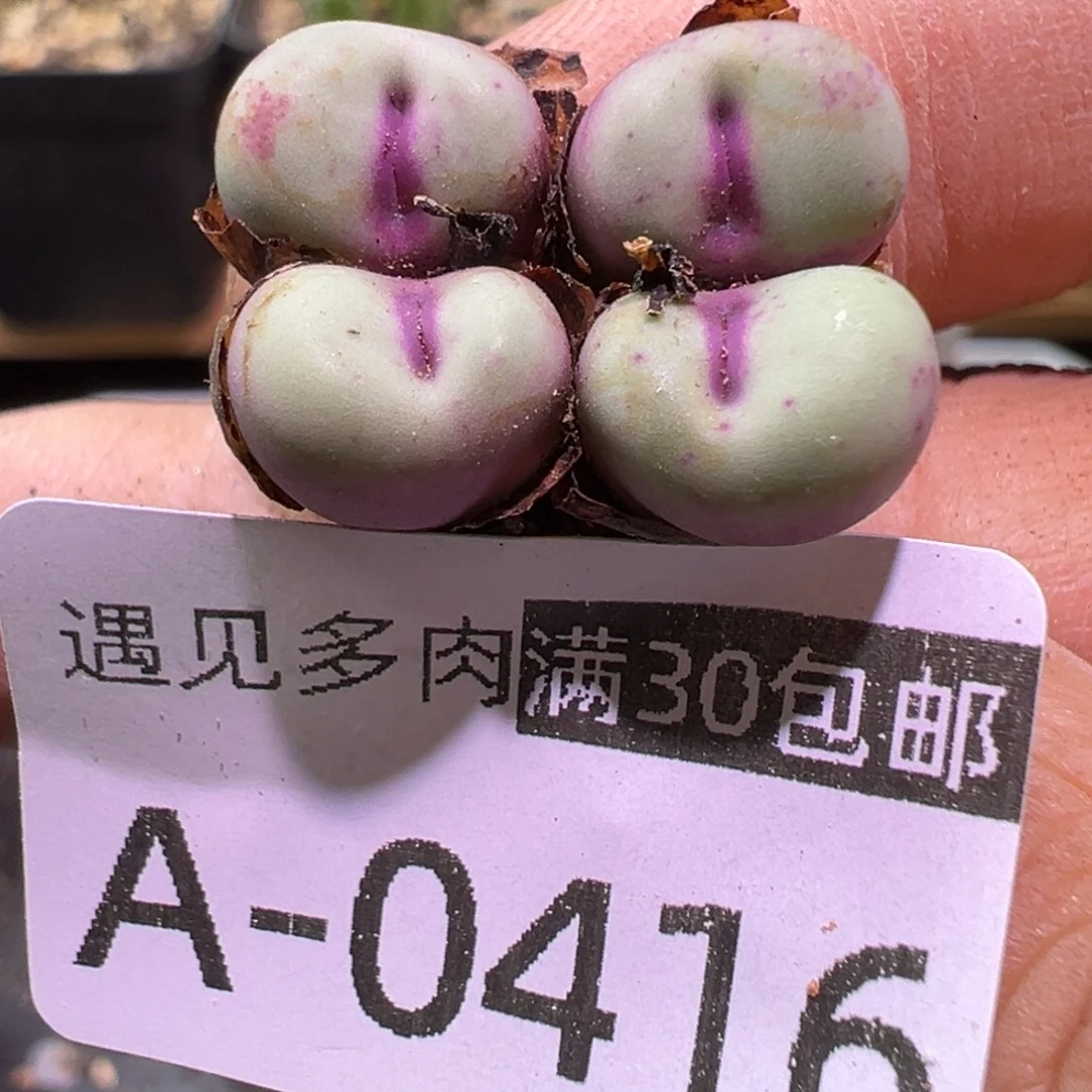 多肉植物11111111111