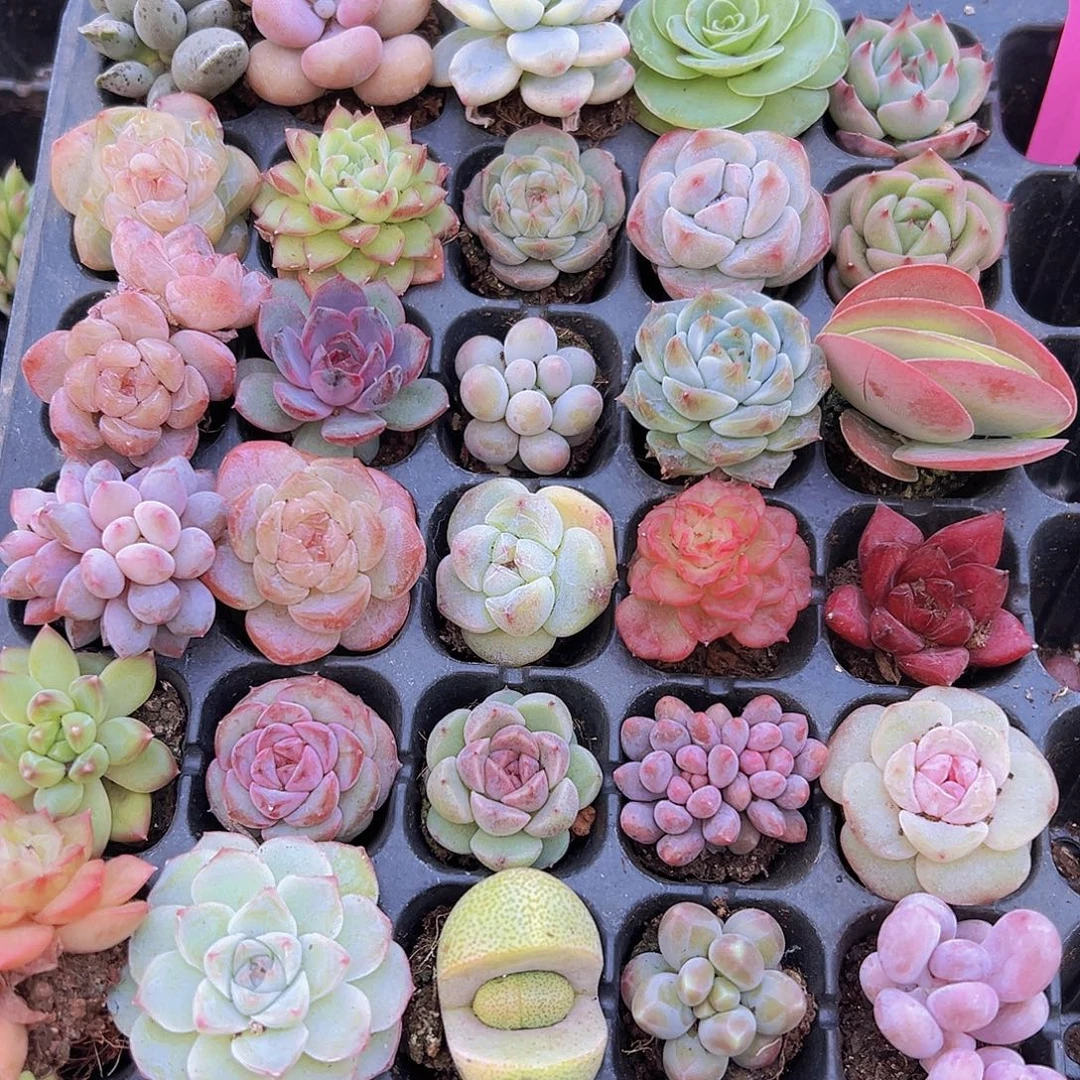 精品苗组合32颗多肉