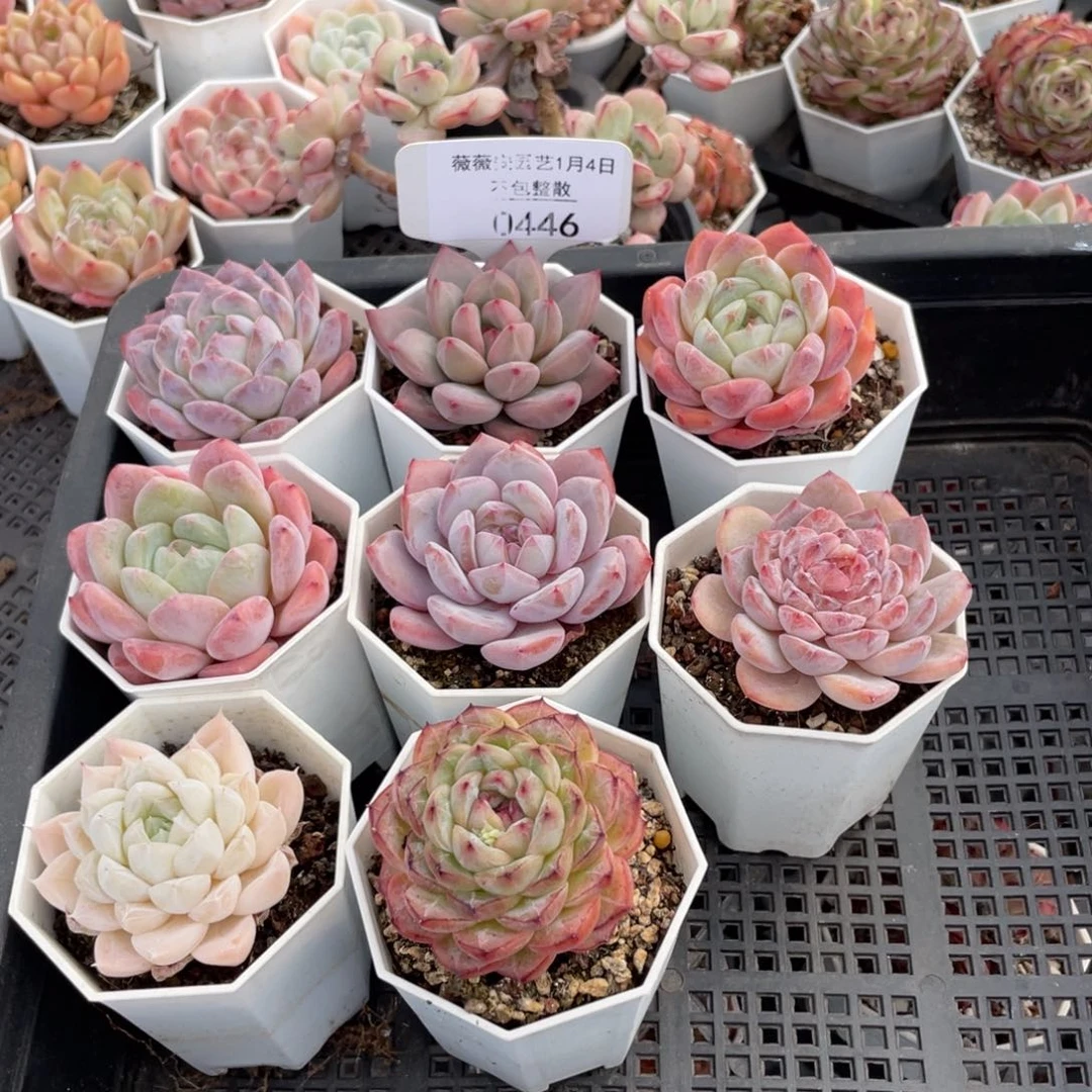 不包整散 盆子不售后0446