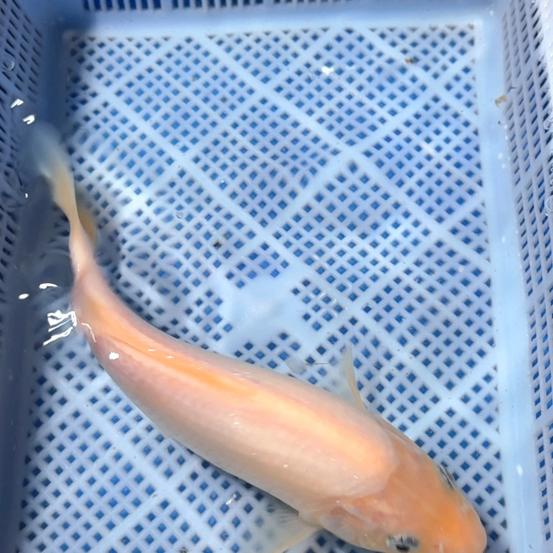 锦鲤精品锦鲤包邮包损