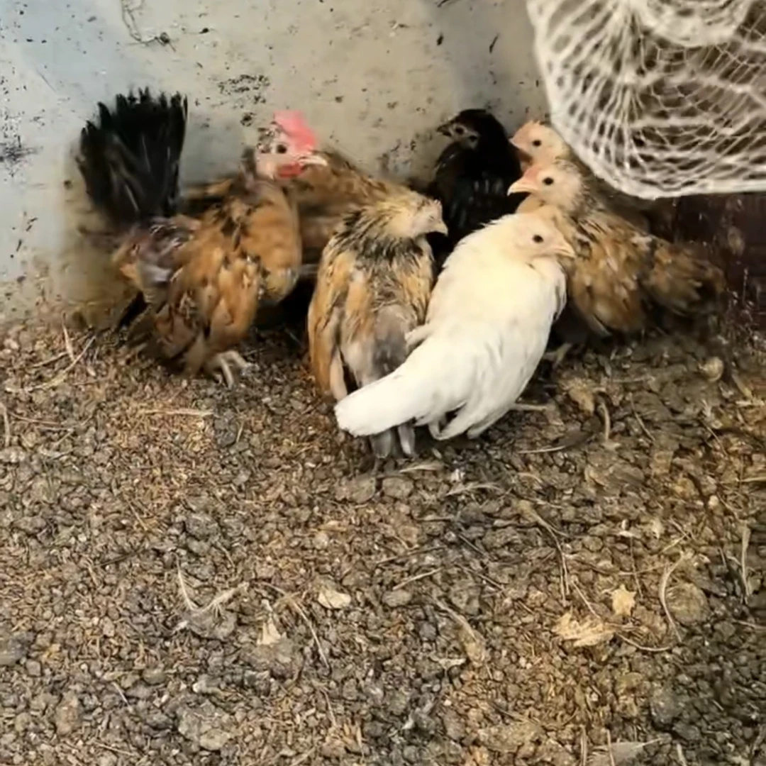 塞拉玛观赏鸡青年鸡疫苗齐全