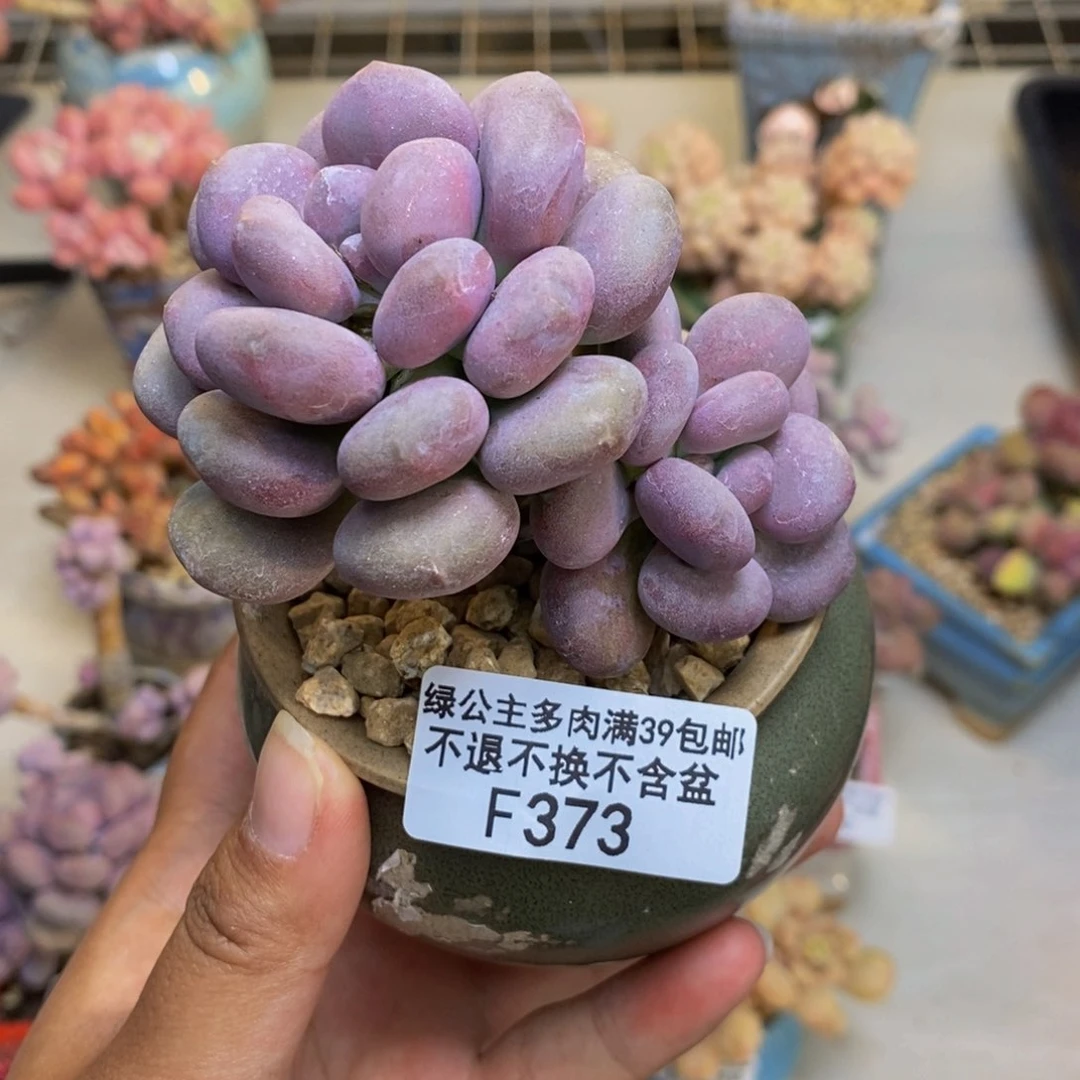 373月美人多肉7cm