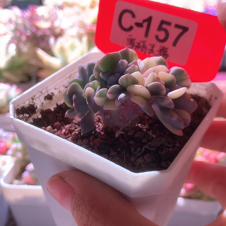 雪精灵缀化有根有