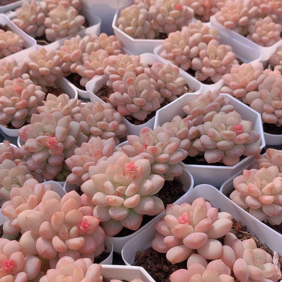 阳光玫瑰2346778899990