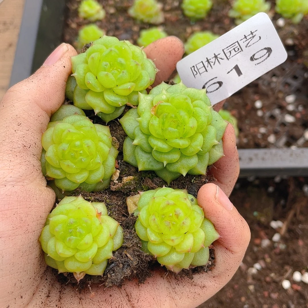 多肉植物多肉植物519