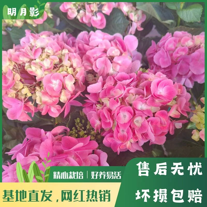 【明月影】粉色绣球 绣球花卉 带花带花苞 老桩  包邮 基地直发