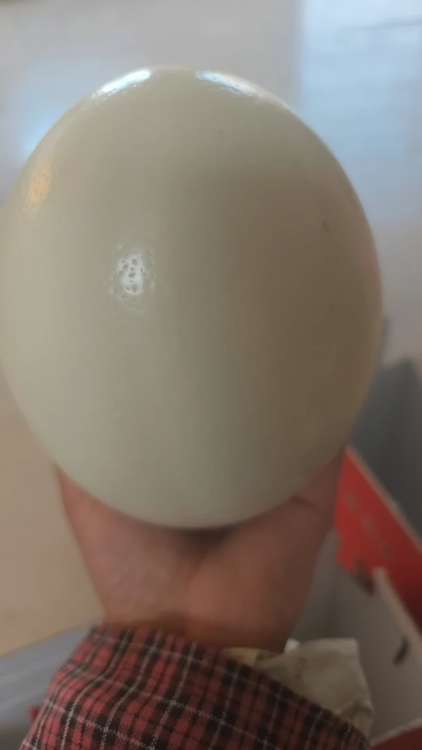 软黄金鸵鸟蛋好吃（大号）