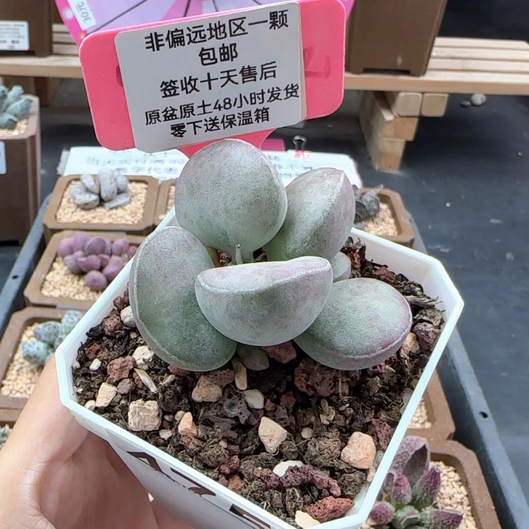 她**肉475德系紫蛋多肉