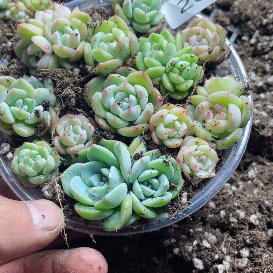 @**@新月珍妮一物一拍265