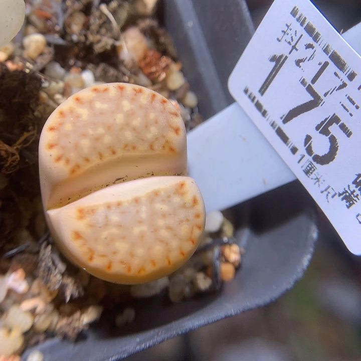 精品生石花217.175