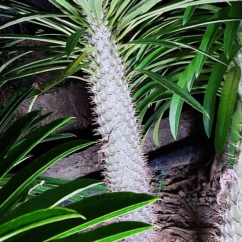 100+60公分两颗霸王树脱土发货