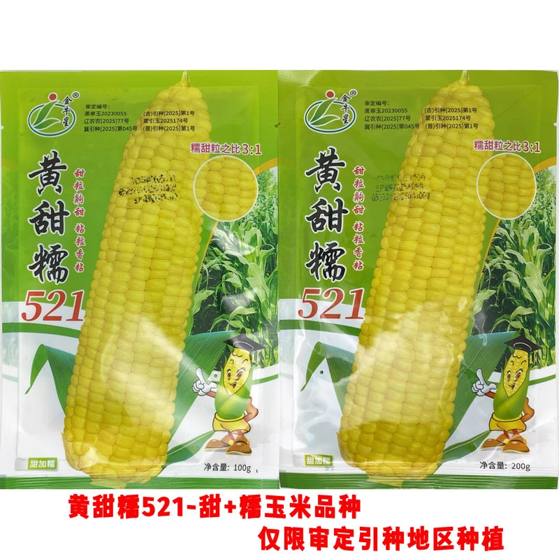 黄甜糯521 玉米种籽高产大棒非转甜加糯黄粘糯玉米种子原装