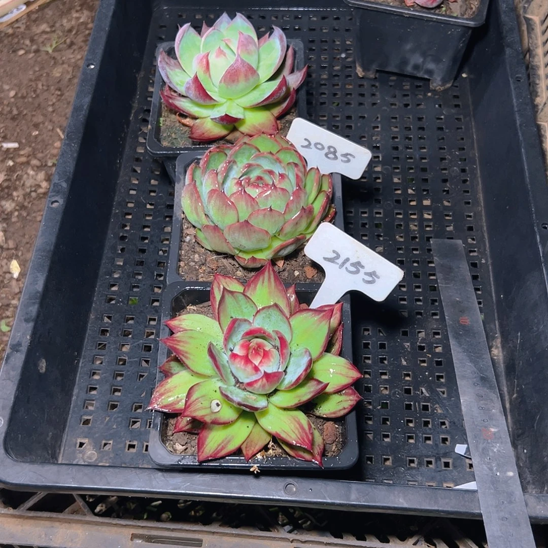 妄***念惊鸿仙子2085.2155号寄养