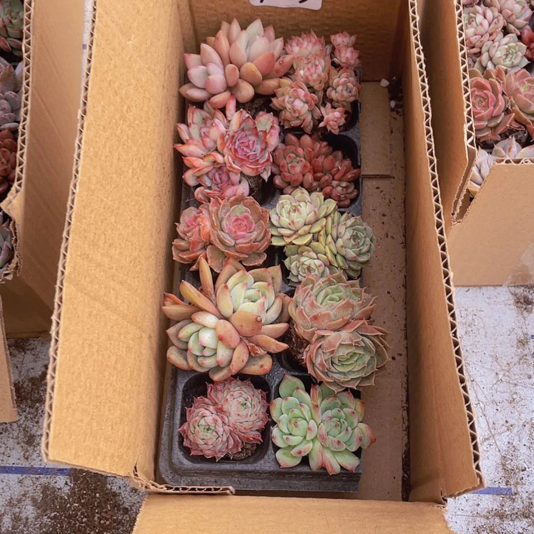 【闪购商品】10颗-3