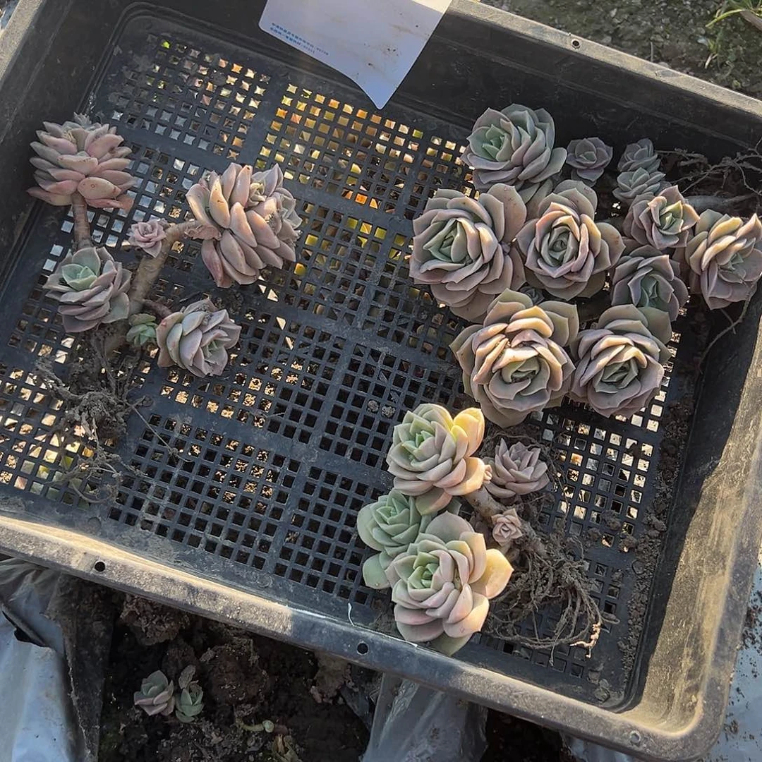 浅***@b15不售后3颗