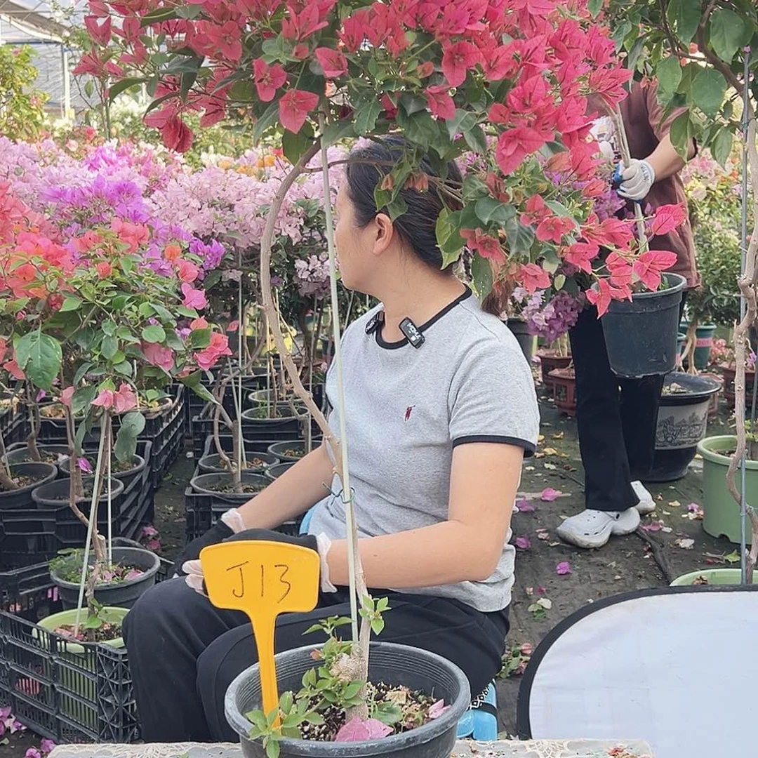 *****大部分花苞少量开放J13伊莎贝拉