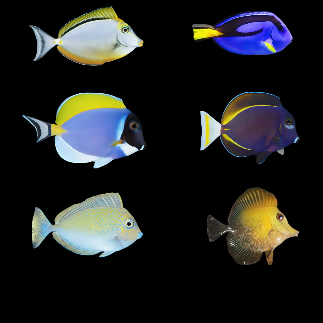 海水鱼粉蓝吊蓝吊海水观赏鱼三角吊直播间专用链接