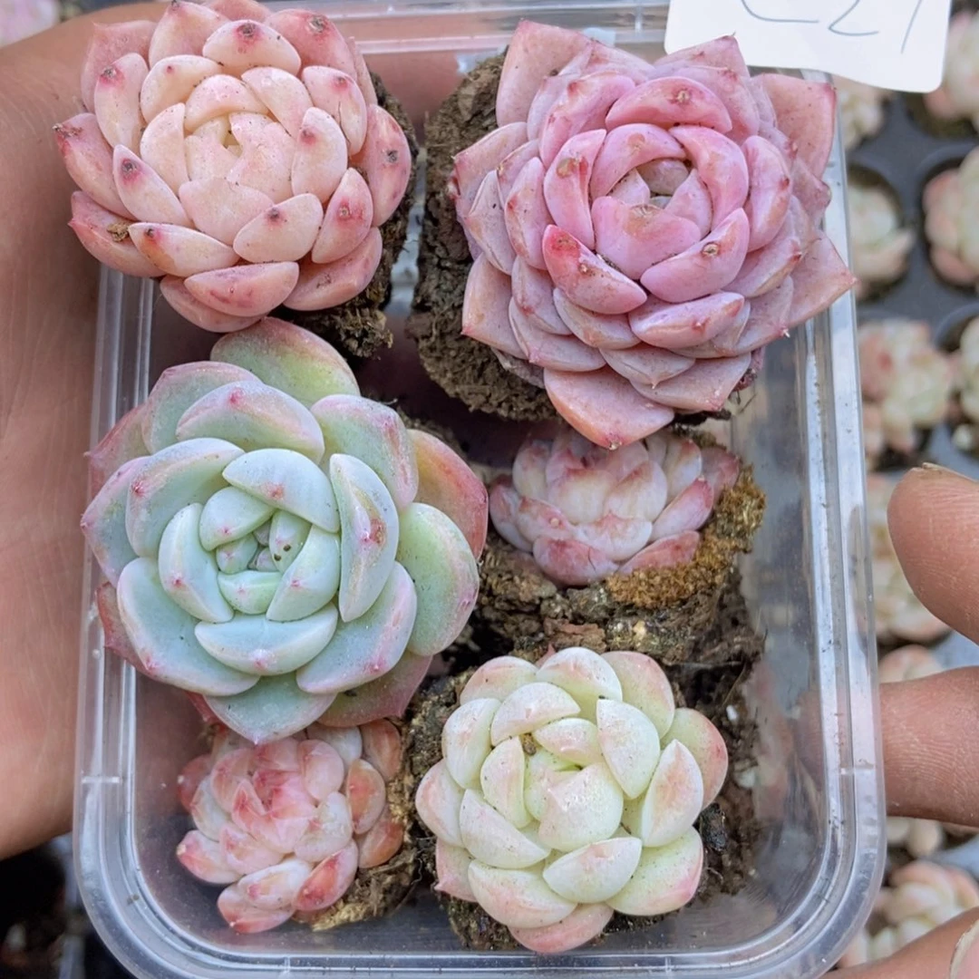 春泥家框拍链接C27