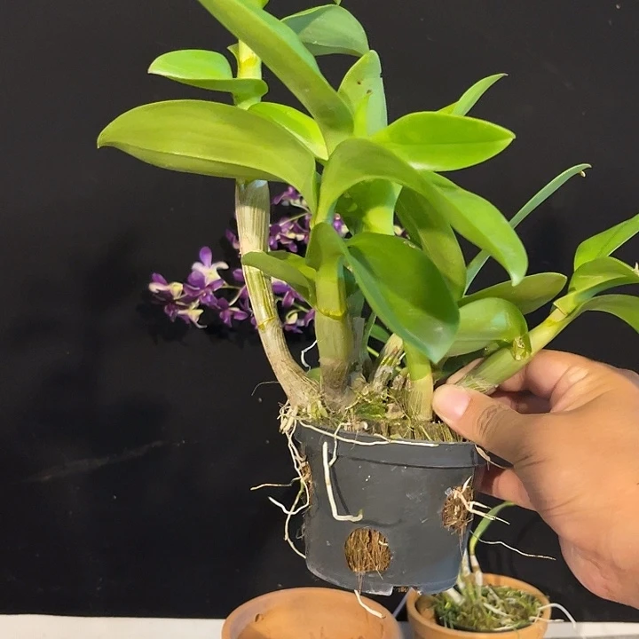 当前无花朵，栽培后可花朵烟熏1127