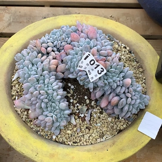 燕***2菩提子缀化 013 亏本处理不退不换7/8天发货