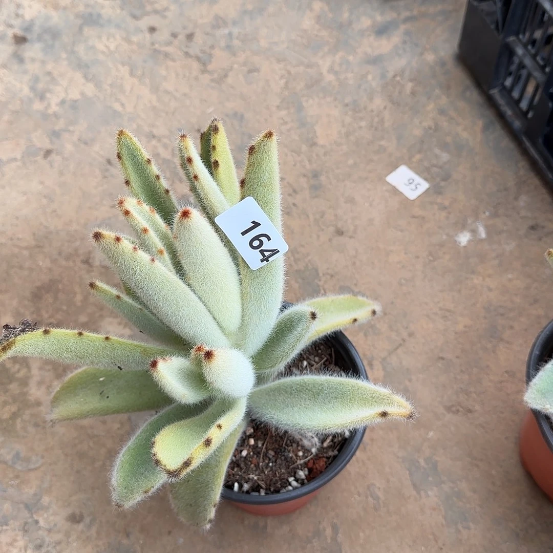 ?*元164 一物一拍