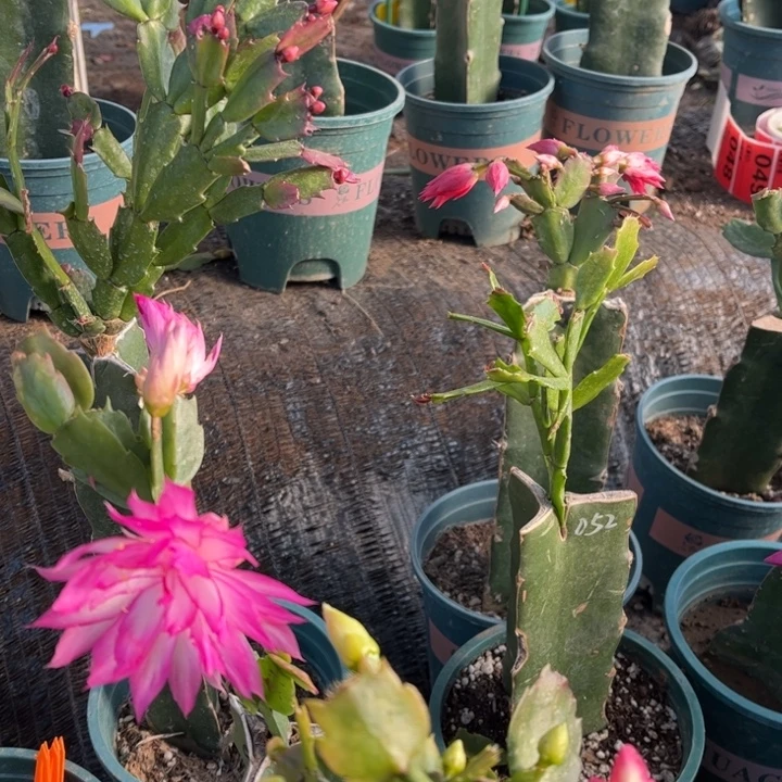 011➕053两颗脱土发货