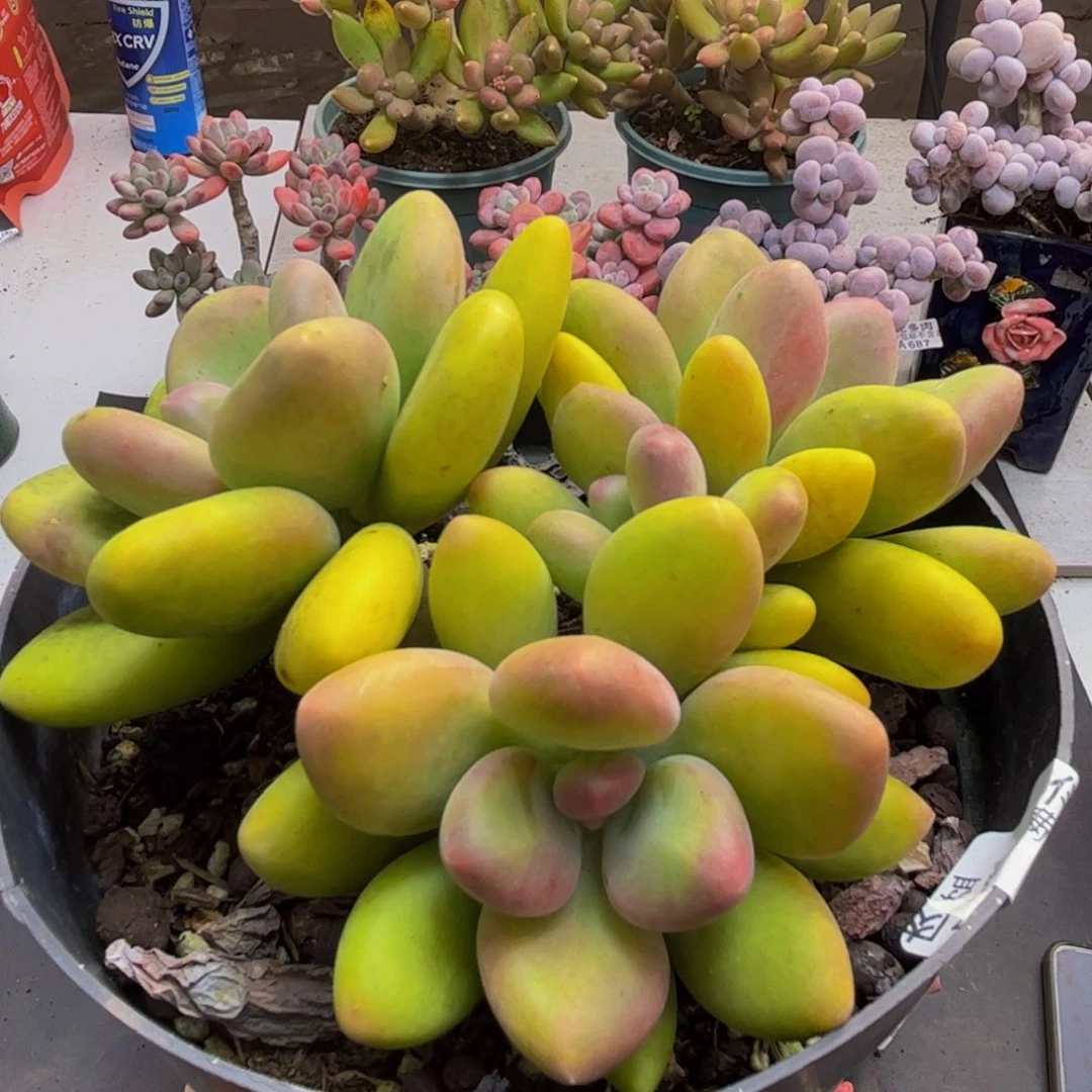 866芒果奶13cm多肉植物