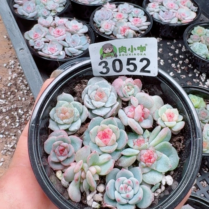 多肉植物多肉植物