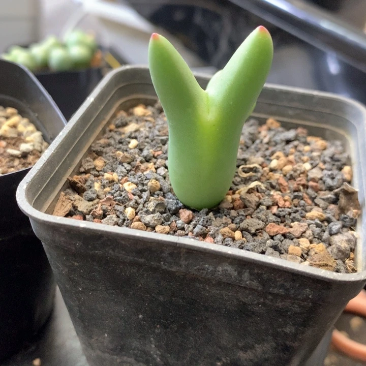 糖****豆专拍专拍 肉锥植物