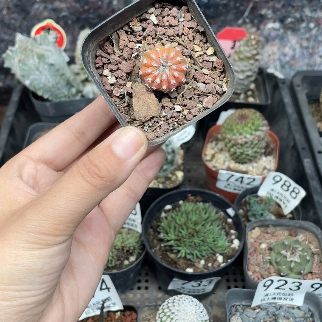 783奇特球锦仙人球植物