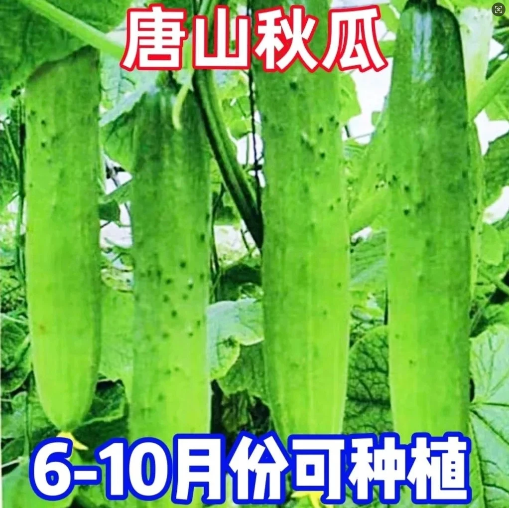 唐山秋瓜种子秋黄瓜水果黄瓜阳台小院春季秋季易播种蔬菜种子厂家