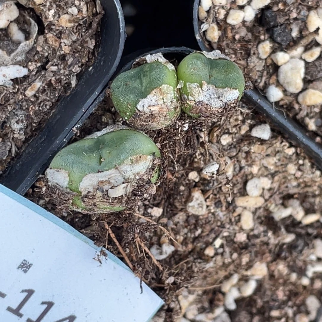 ****儿2-114肉锥多肉植物