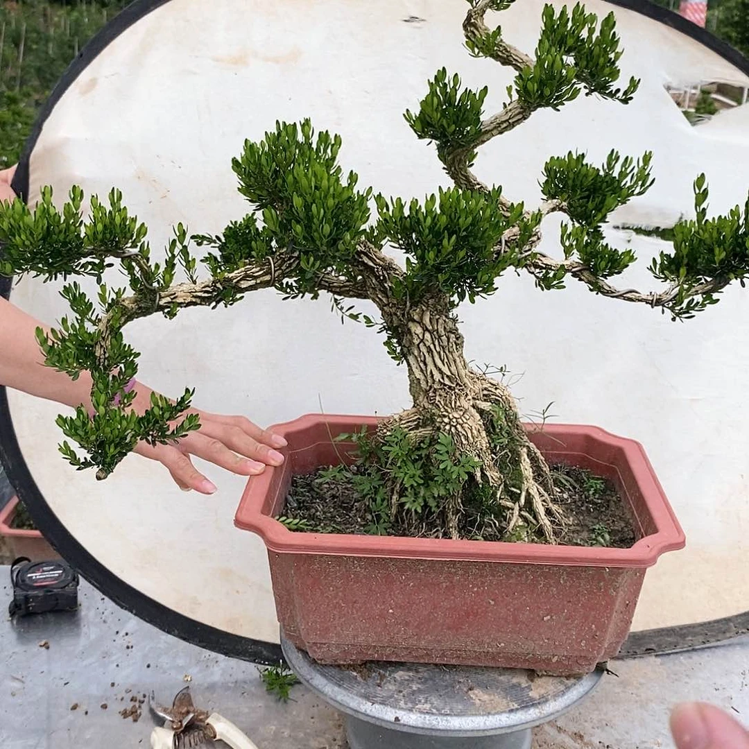 不开花植物唯****销1234567