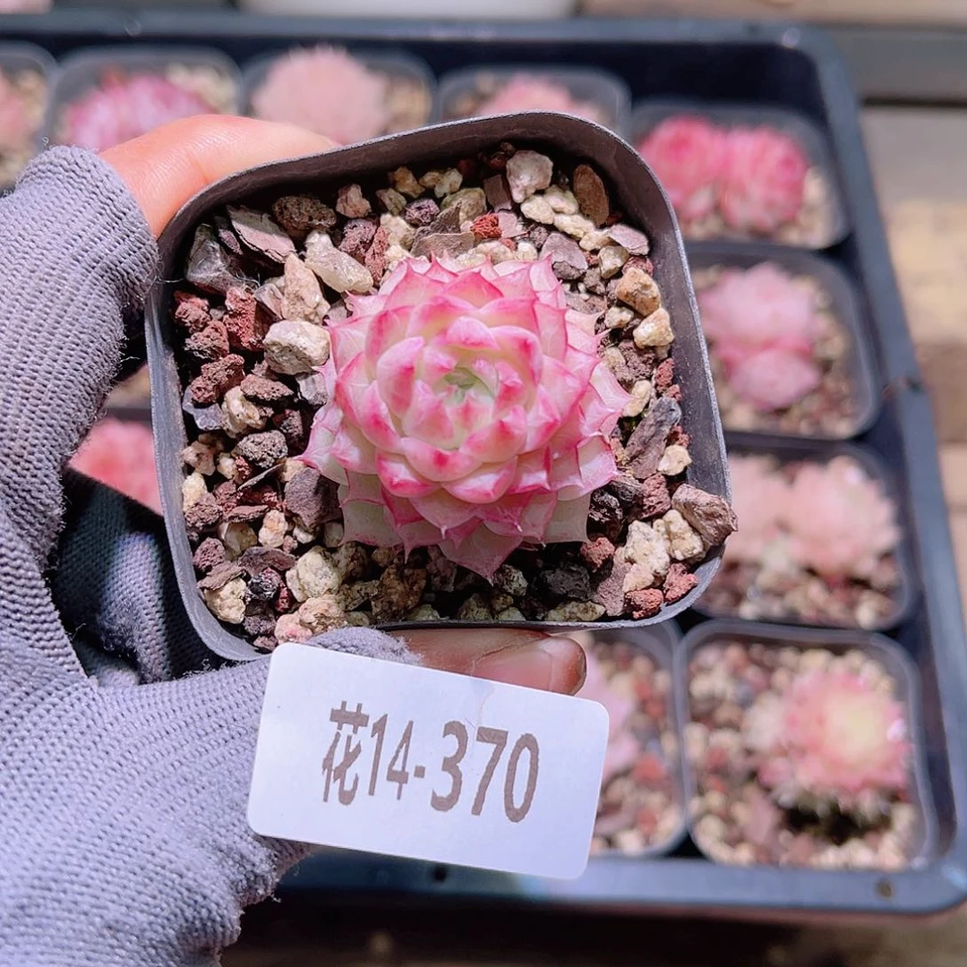 花14-370女王单头