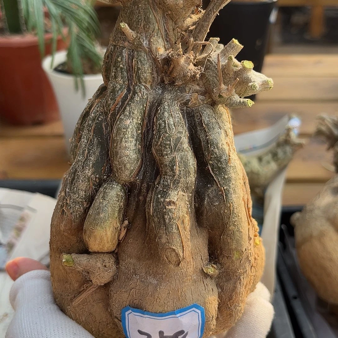 汤圆植物沙漠苦瓜